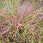 Purple love grass, Eragrostis spectabilis, 32 cell plug flat