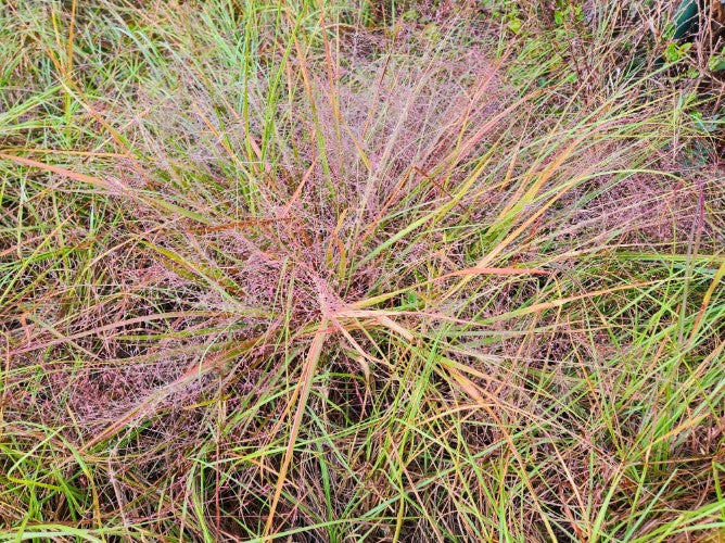 Purple love grass, Eragrostis spectabilis, 32 cell plug flat