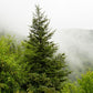Red Spruce, Picea rubens