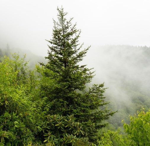Red Spruce, Picea rubens