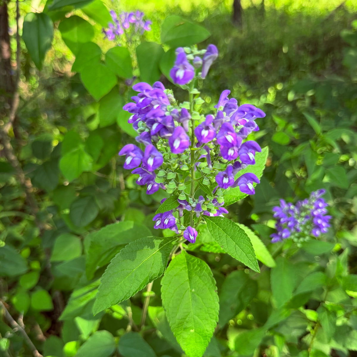 Hoary Skullcap, Scutellaria incana