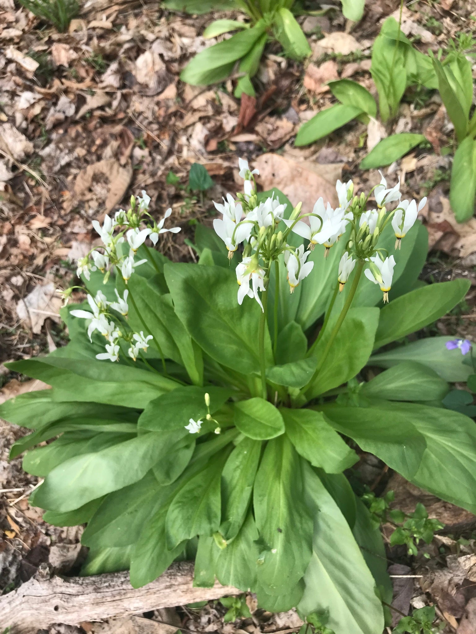 White flowers with green leaves on a natural background