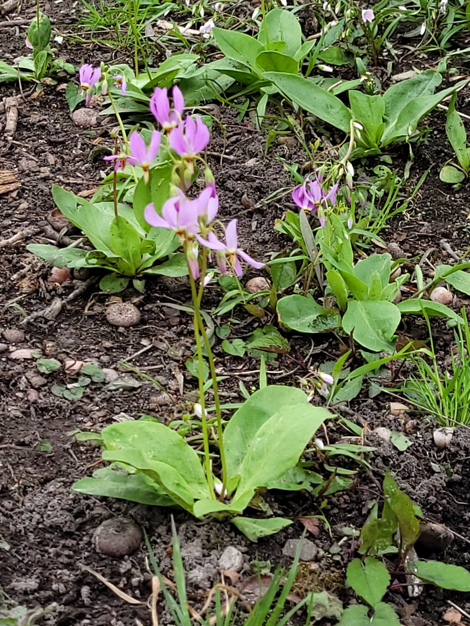 Pink flowers with green leaves growing in a garden bed.