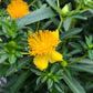 Bright yellow flowers of shrubby st. johns wort against dark gereen glossy leaves