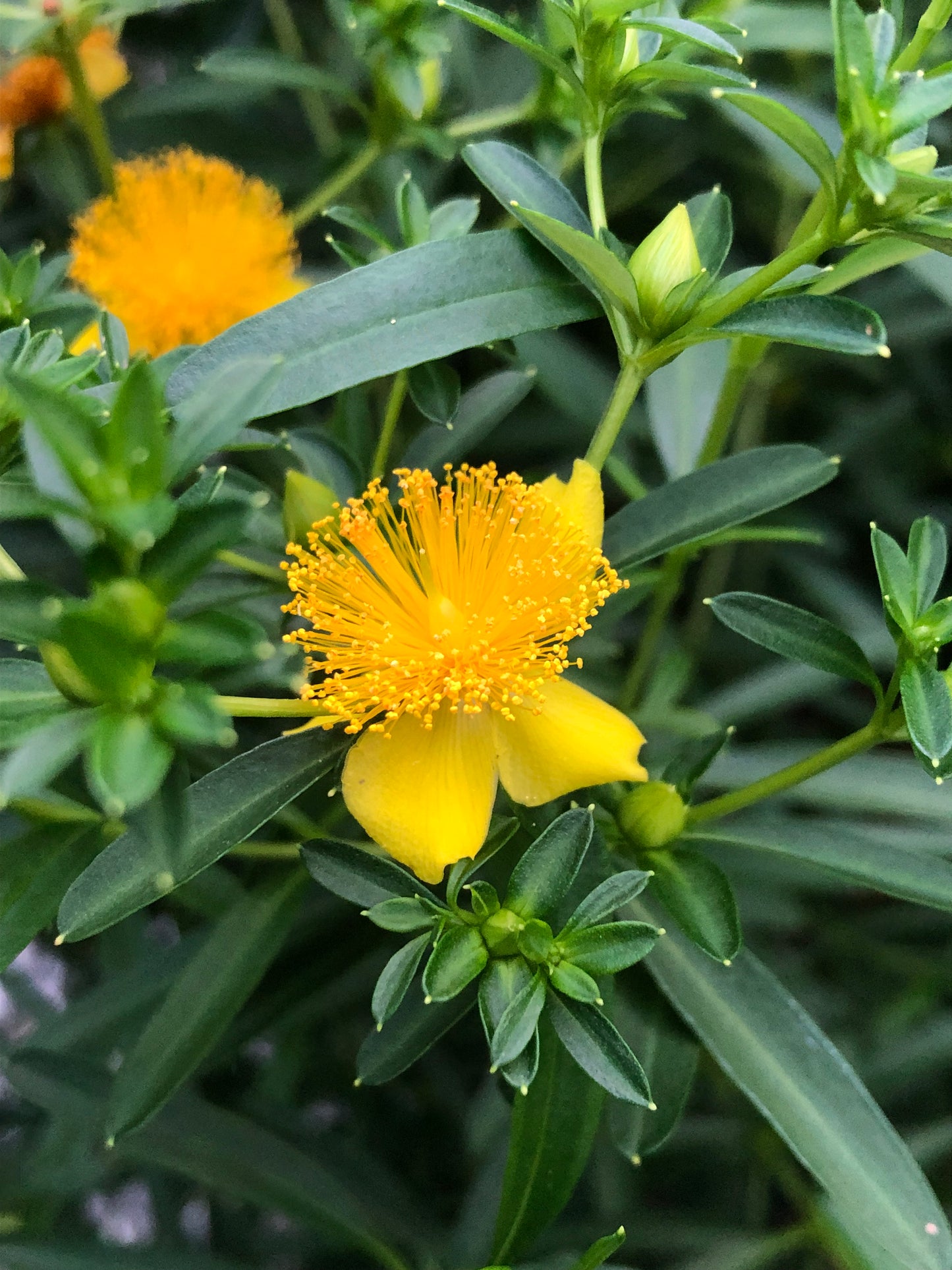 Bright yellow flowers of shrubby st. johns wort against dark gereen glossy leaves