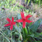 Fire Pinks, Silene virginica