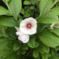 A silky camellia plant with green leaves and a pale pink flower with a purple center.