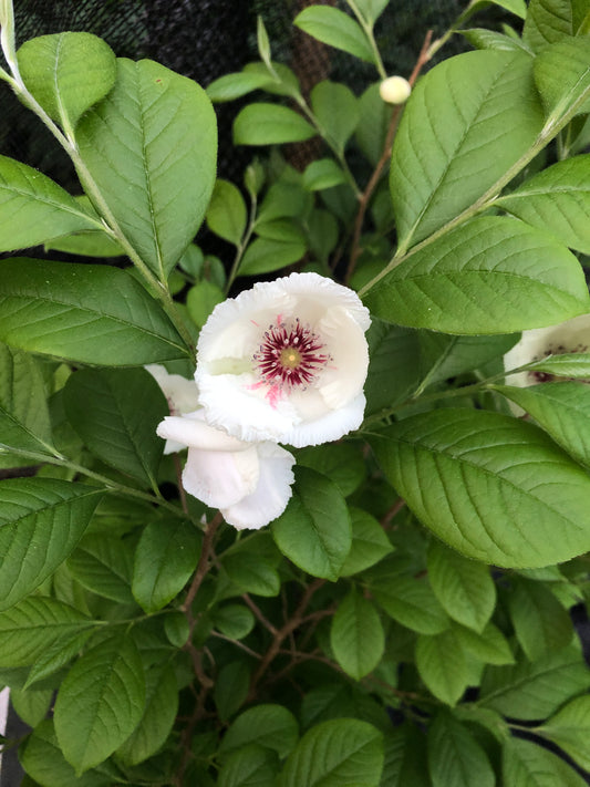 A silky camellia plant with green leaves and a pale pink flower with a purple center.
