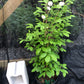 Potted plant with white flowers on a dark textured background