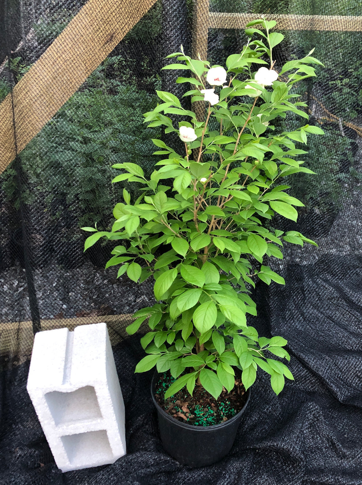 Potted plant with white flowers on a dark textured background