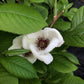 White flower with a maroon center surrounded by green leaves.