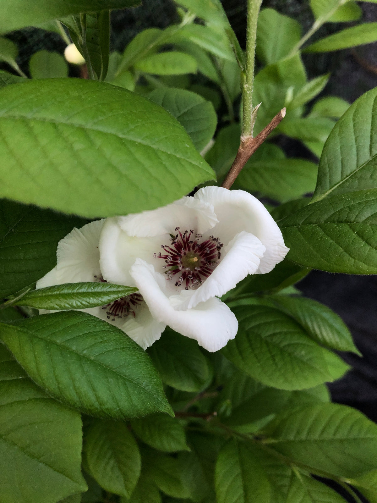 White flower with a maroon center surrounded by green leaves.