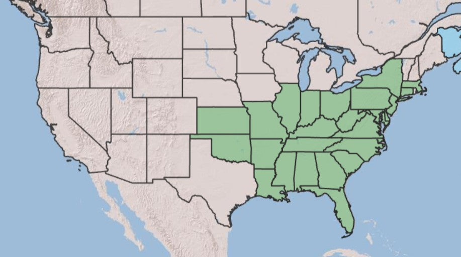 Map of US showing native range of smooth hydrangea, Hydrangea arborescens (Eastern US shaded in)