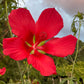 Large, bright red flower with a cloudy sky behind