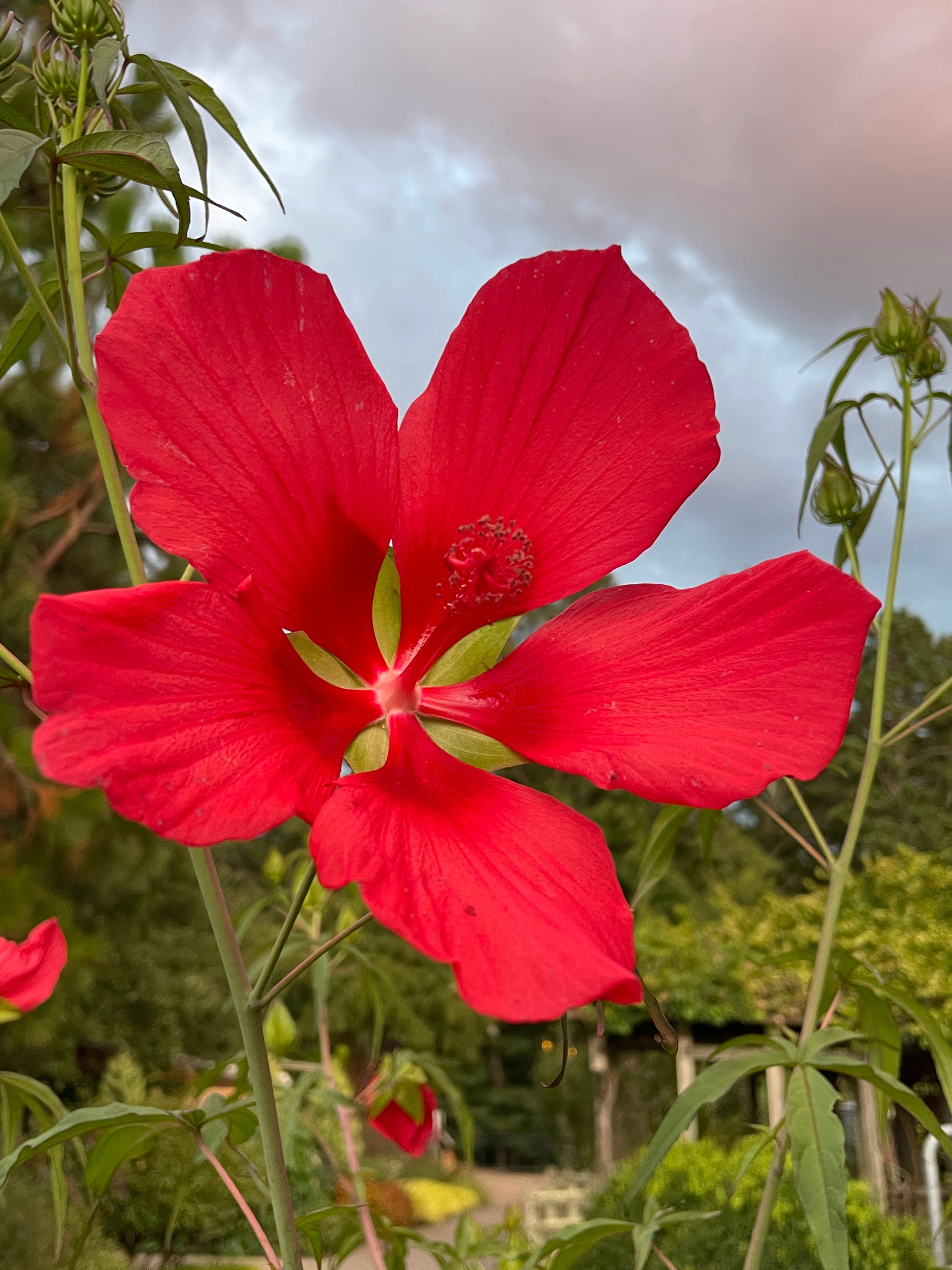 Large, bright red flower with a cloudy sky behind