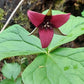 Red trillium flower with green leaves on a natural background