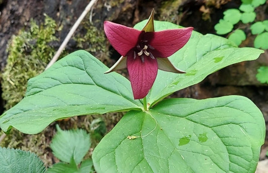 Red trillium flower with green leaves on a natural background