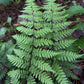 Green fern leaf in a natural forest setting