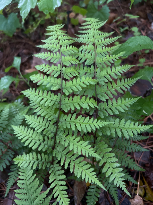 Green fern leaf in a natural forest setting
