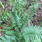 Southern Shield Fern, Dryopteris ludoviciana