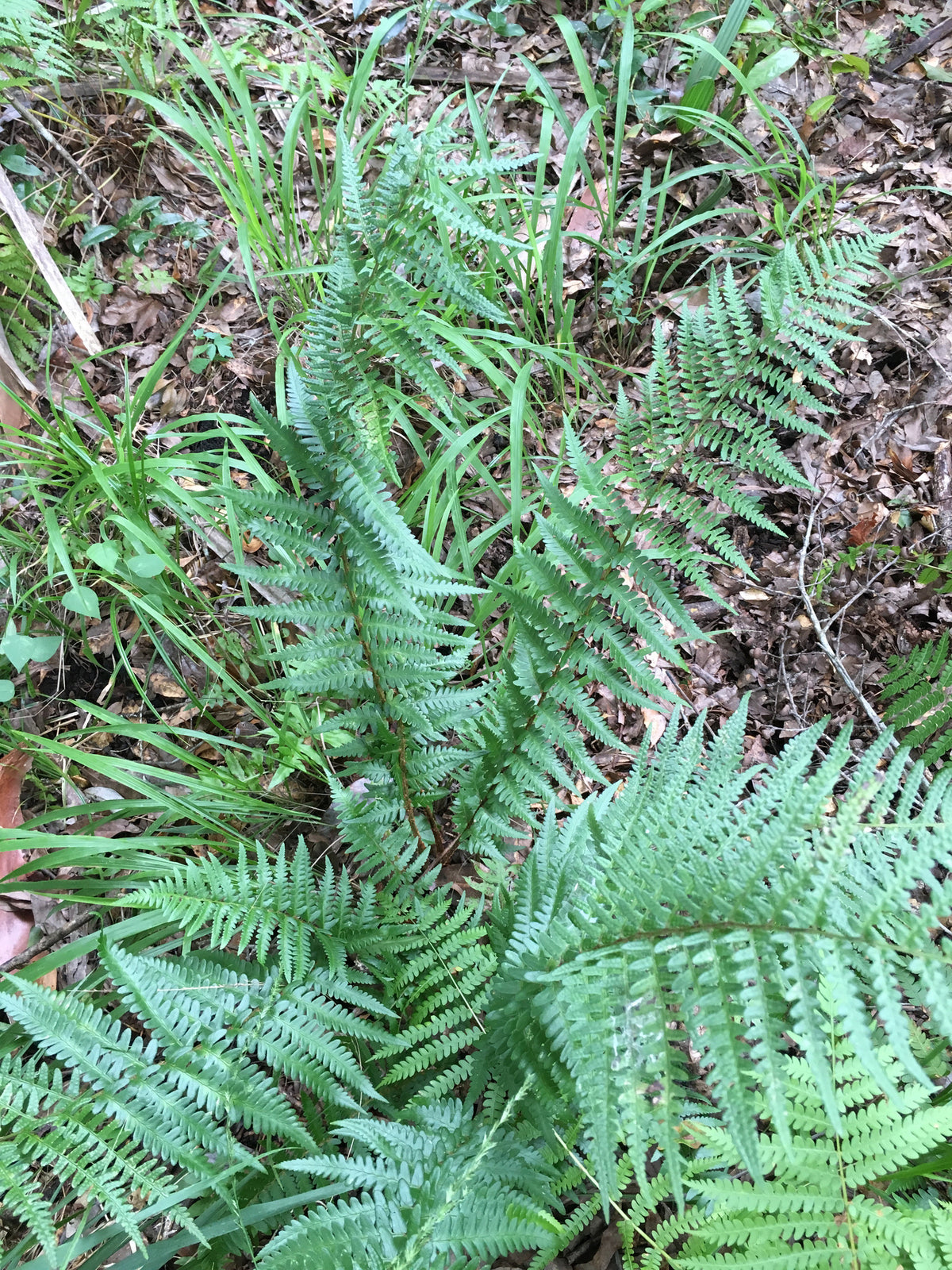 Southern Shield Fern, Dryopteris ludoviciana
