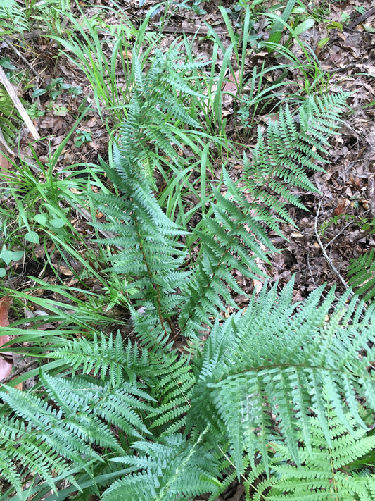 Southern Shield Fern, Dryopteris ludoviciana