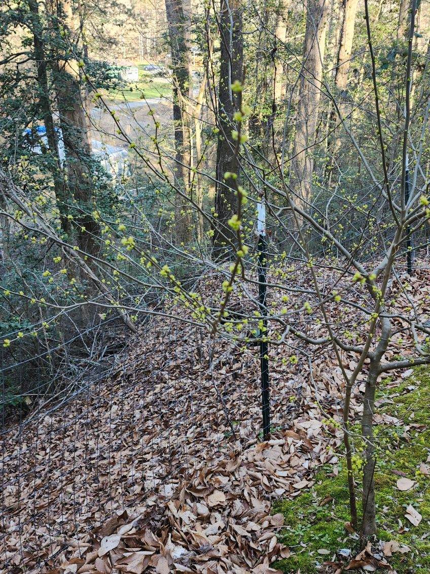 Cluster of yellow flowers on a leafless tree