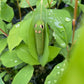 Green and yellow spicebush caterpillar on a bright green leaf