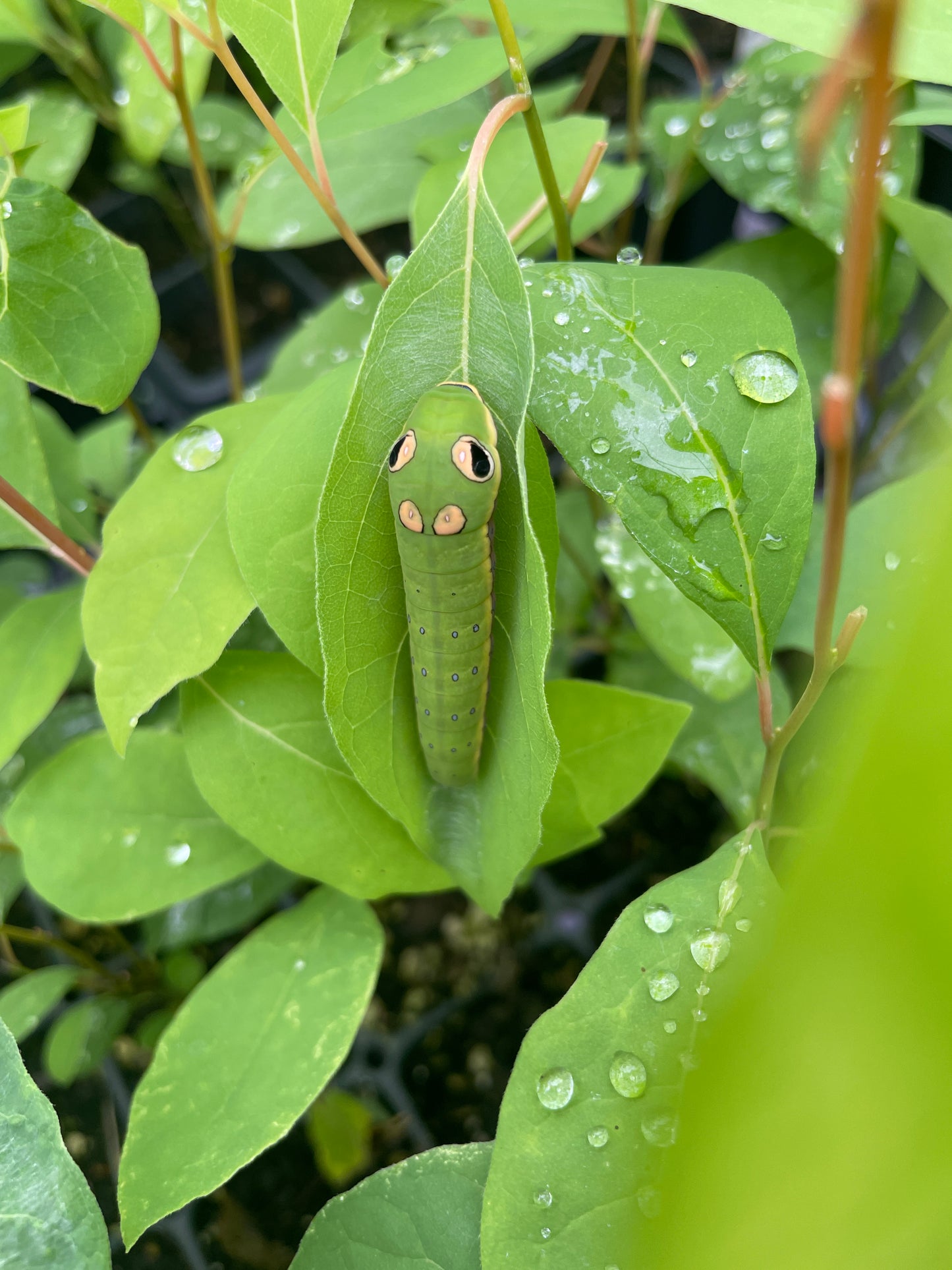 Green and yellow spicebush caterpillar on a bright green leaf