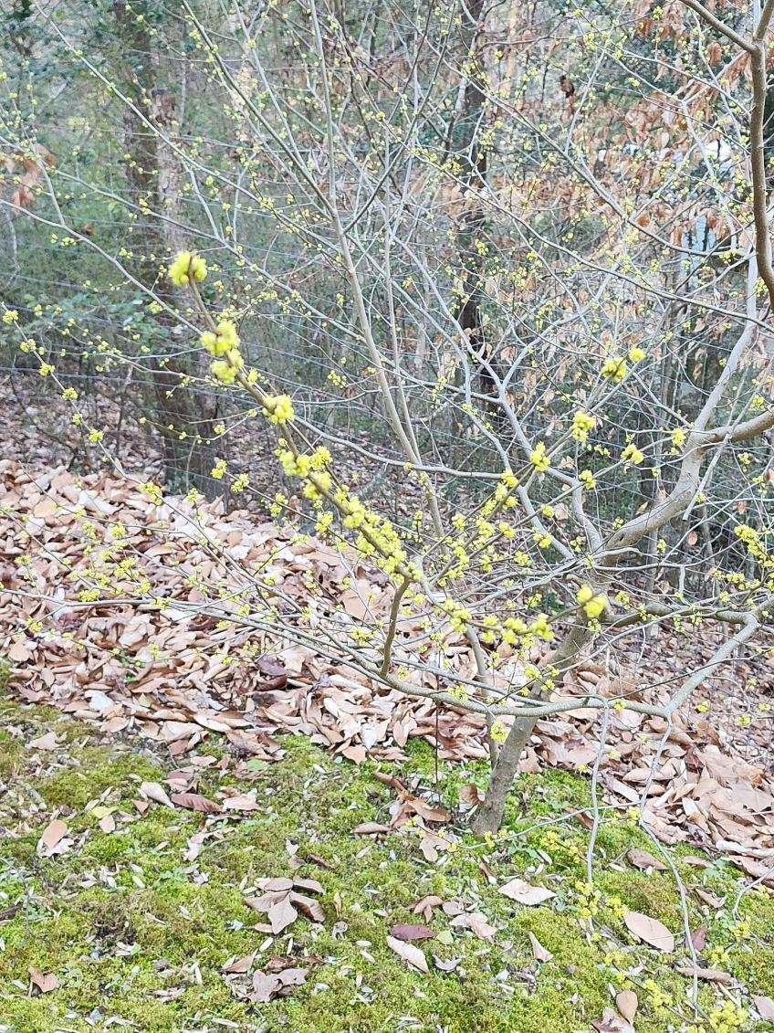 Clusters of yellow flowers on a leafless tree
