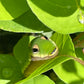 green and yellow caterpillar on a leaf