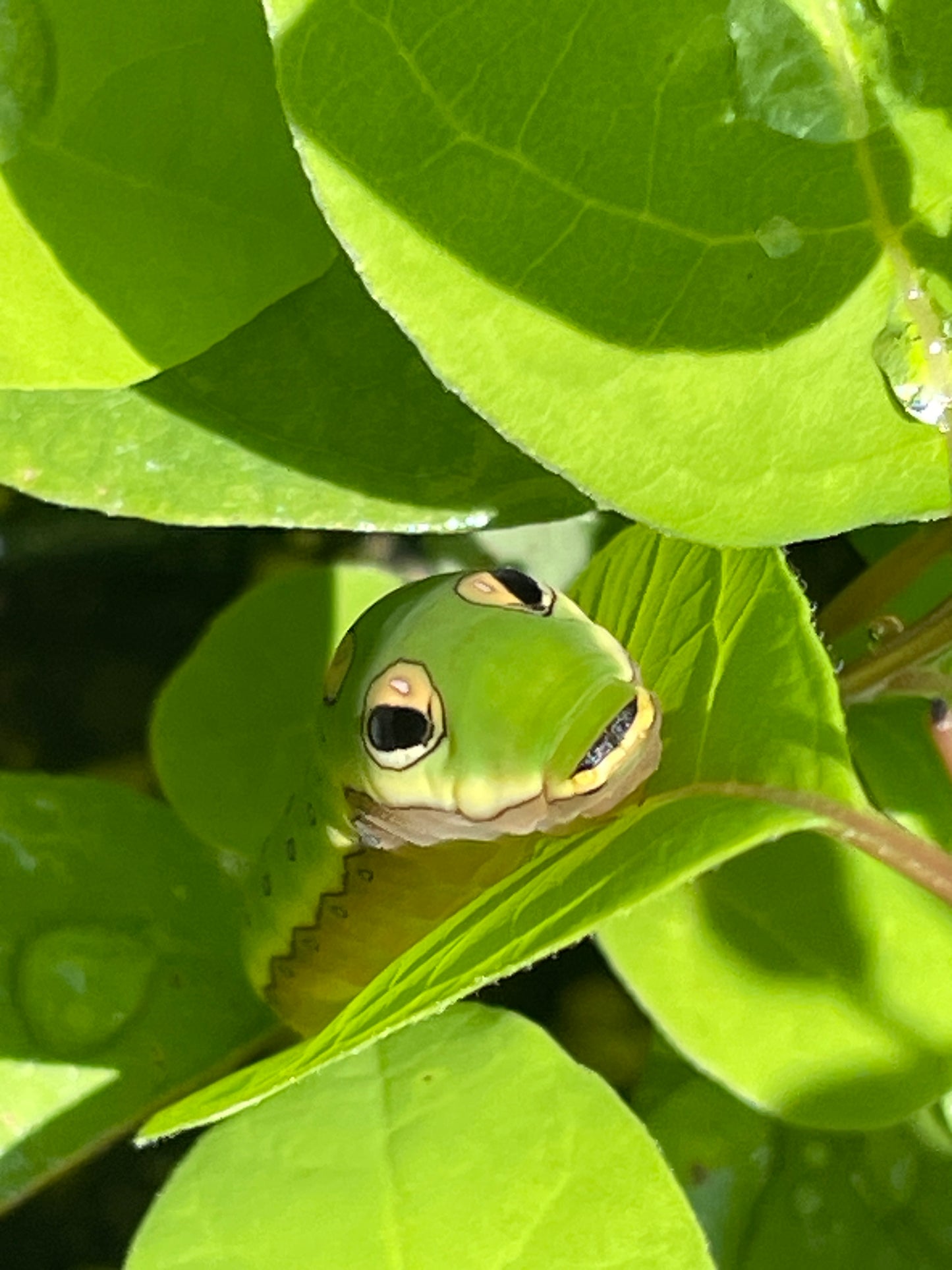 green and yellow caterpillar on a leaf