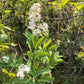 White Meadowsweet, Spiraea alba