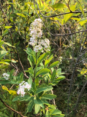 White Meadowsweet, Spiraea alba
