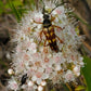 White Meadowsweet, Spiraea alba
