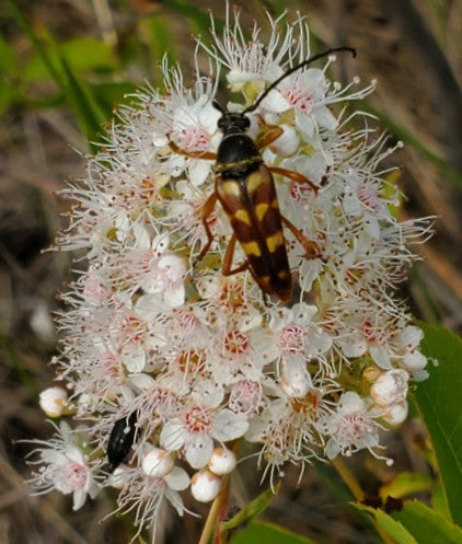 White Meadowsweet, Spiraea alba