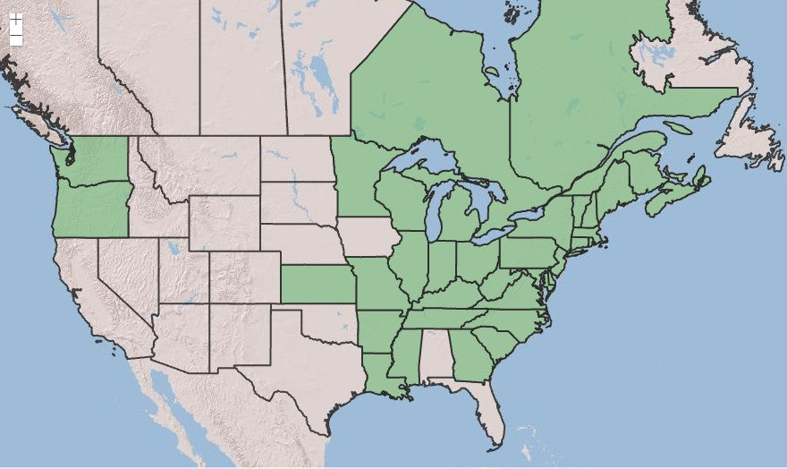 Steeplebush, Spiraea tomentosa