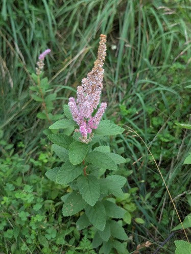Steeplebush, Spiraea tomentosa