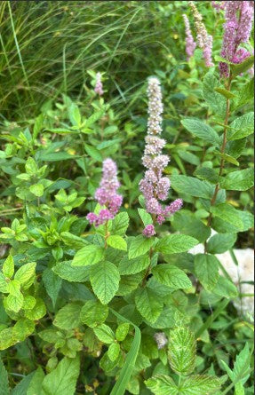 Steeplebush, Spiraea tomentosa