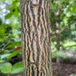 Bark with dark stripes