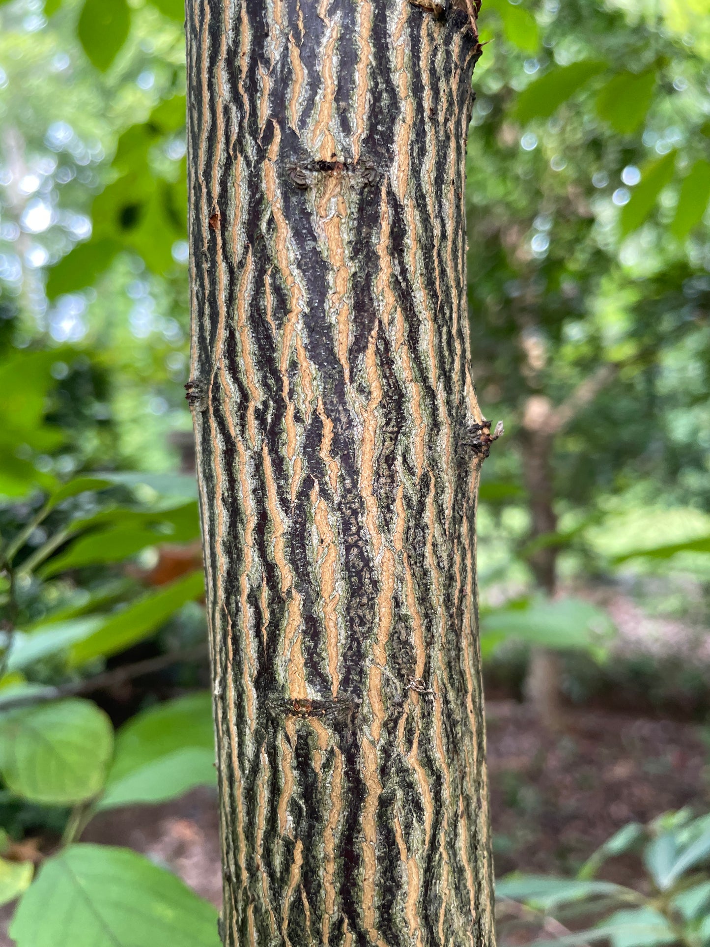 Bark with dark stripes