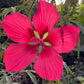 Large red flower