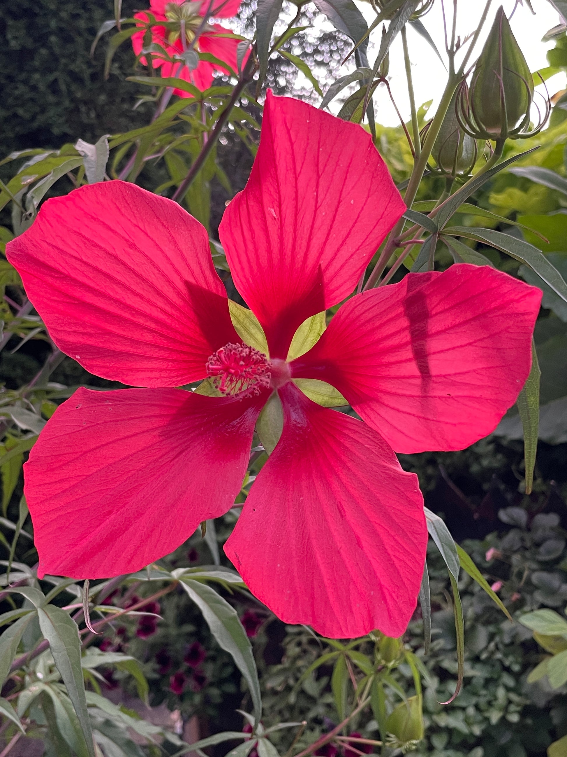 Large red flower