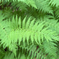 Close-up of vibrant green fern fronds filling the frame, with a soft-focus natural background.