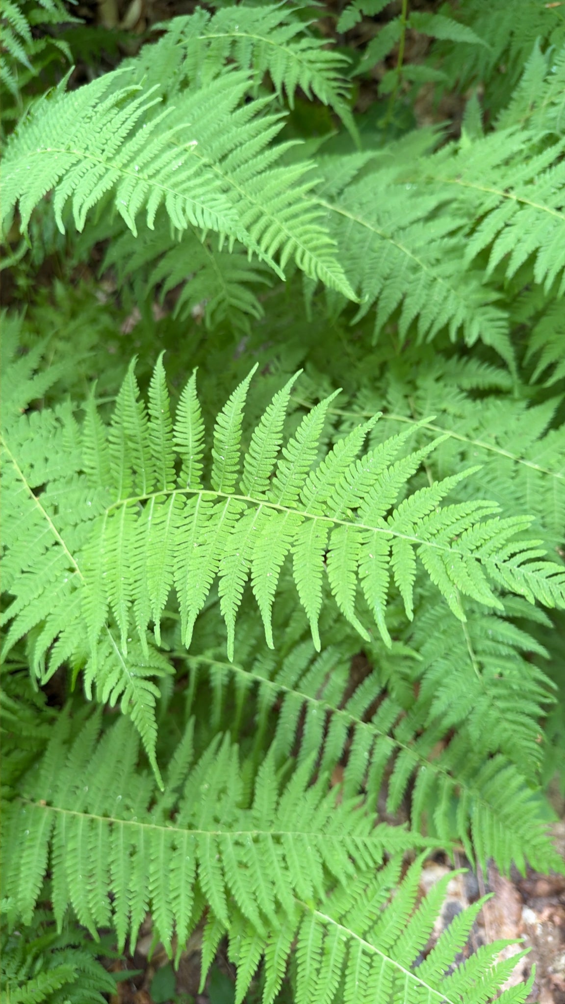 Close-up of vibrant green fern fronds filling the frame, with a soft-focus natural background.