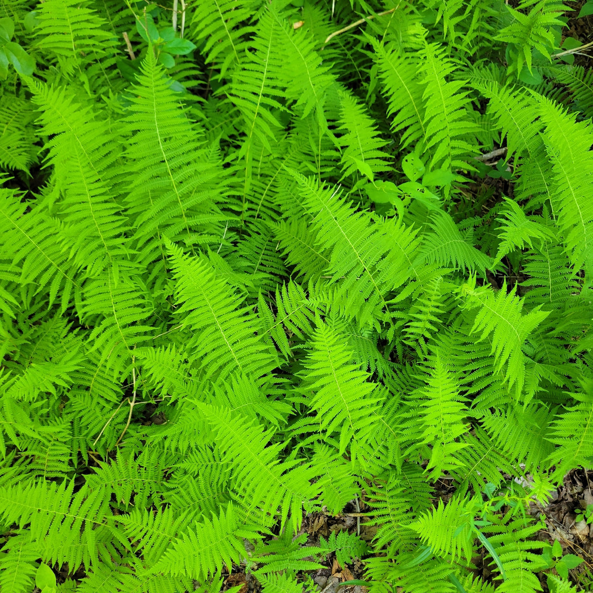 Bright green fern leaves filling the frame, photographed from above in a natural outdoor setting with some brown leaf litter visible at the edges.