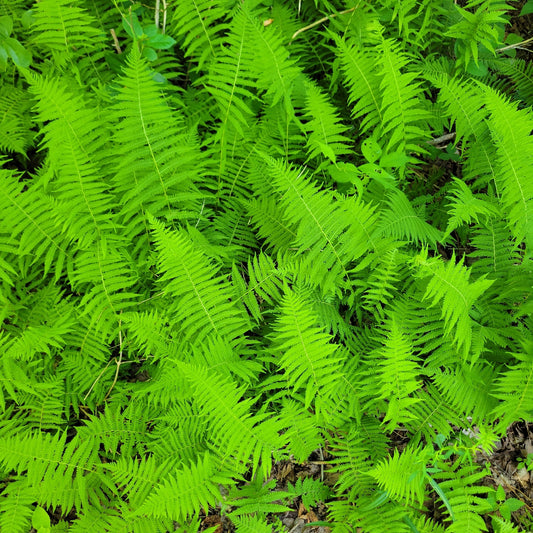 Bright green fern leaves filling the frame, photographed from above in a natural outdoor setting with some brown leaf litter visible at the edges.