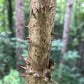 Thorns on a stem of a plant