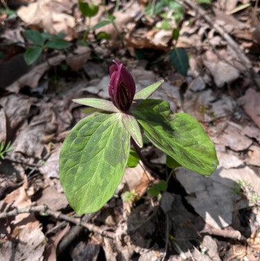 Trillium flower with green leaves and a purple bud on a forest floor background