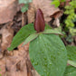 Trillium with purple flower